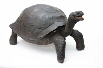 Media type: image;   Herpetology R-11088